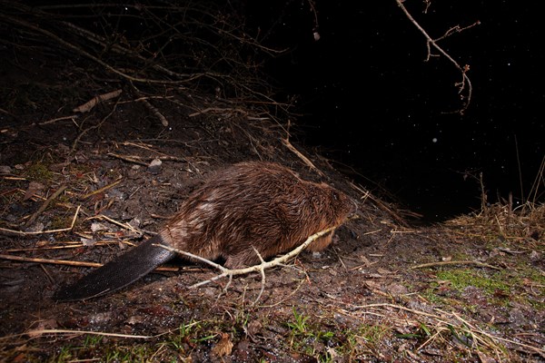 European beaver (Castor fiber) at the beaver lodge in winter, Thuringia, Germany, Europe