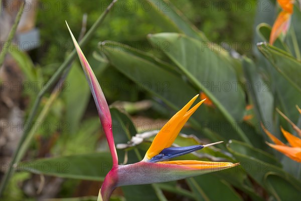 Flowering strelitzias (Strelitzia), Botanical Garden, Erlangen, Middle Franconia, Bavaria, Germany,