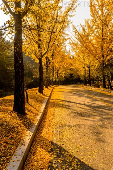 Two lane road lined with trees in yellow fall colors with leaves covering the street and hillside
