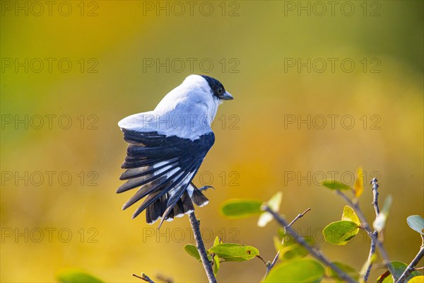 Black-crowned Tityra (Tityra inquisitor inquisitor) Pantanal Brazil