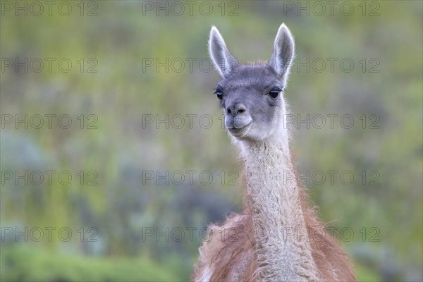 Guanaco (Llama guanicoe), Huanaco, adult, animal portrait, Torres del Paine National Park,