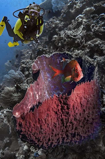 Composing, diver and fish, barrel sponge (Xestospongia testudinaria), Wakatobi Dive Resort,