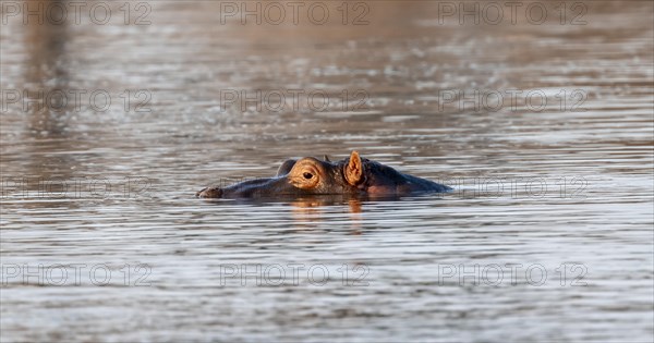 Hippopotamus (Hippopatamus amphibius) in the water at sunset with reflection, adult, animal