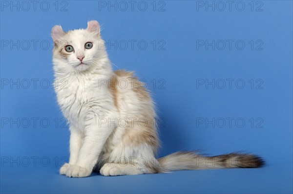 American-Curl kitten, age 17 weeks, colour seal torbie point with white, sitting, eye contact,