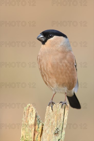 Eurasian bullfinch (Pyrrhula pyrrhula), female, sitting on old picket fence, Wildlife, Animals,