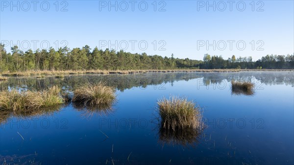 Moorland landscape, renaturalised, peat-covered moorland, Grosses Moor nature reserve, Lower