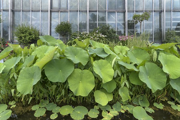 Leaves of the lotus (Nelumbo), Botanical Garden, Erlangen, Middle Franconia, Bavaria, Germany,