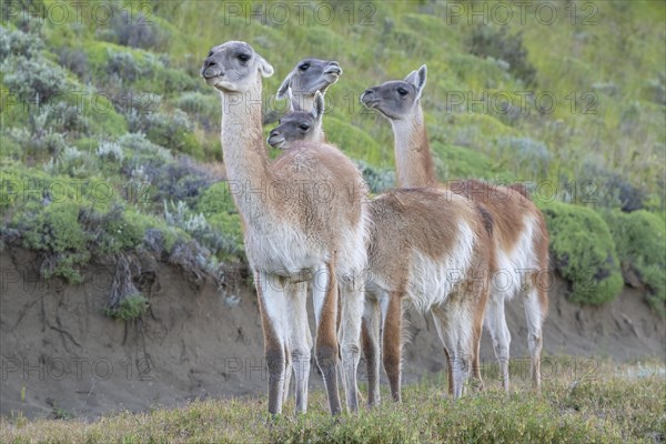 Guanaco (Llama guanicoe), Huanako, adult, group, Torres del Paine National Park, Patagonia, end of