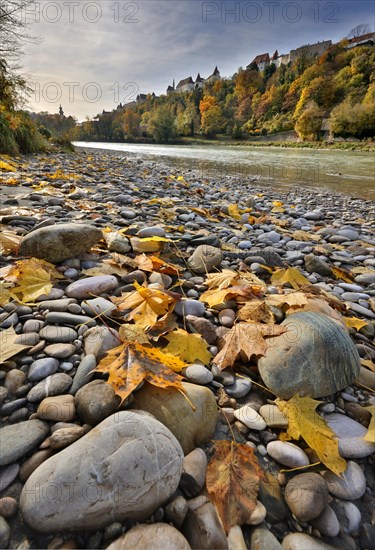 Yellow maple leaves lie on grey stones on the banks of a river in autumn, in the background a