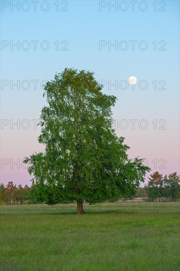 Meadow with solitary sand birch (Betula pendula) or sand birch or silver birch or silver birch or