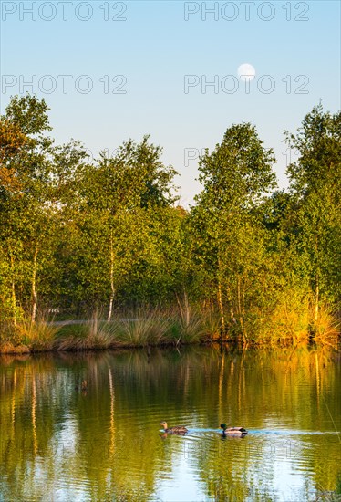 A pair of mallards (Anas platyrhynchos), male and female swimming on a calm pond under a clear blue