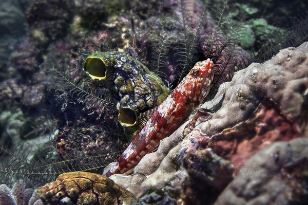 Lizardfish (Synodus capricornis), and sea squirt (Ascidiae or Ascidiacea), Wakatobi Dive Resort,