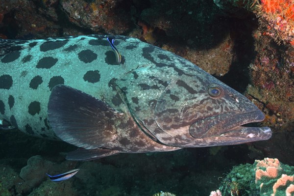 Potato grouper (Epinephelus tukula) and cleaner fish. Dive site Sodwana Bay National Park,