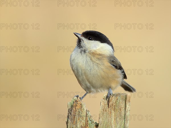 Willow Tit (Parus montanus), Sits on an old picket fence, Wildlife, Animals, Birds, Siegerland,