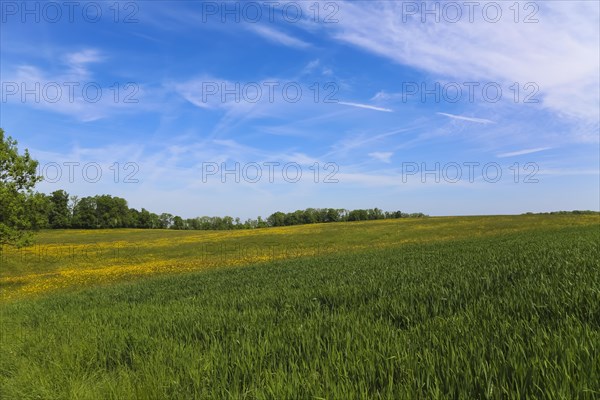 Meadow, green grasses, landscape, summer mood, blue sky, clouds, nature near Neidlingen, Swabian
