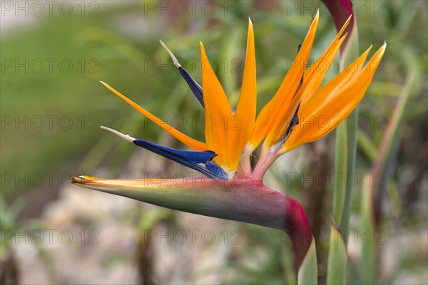 Flowering strelitzias (Strelitzia), Botanical Garden, Erlangen, Middle Franconia, Bavaria, Germany,