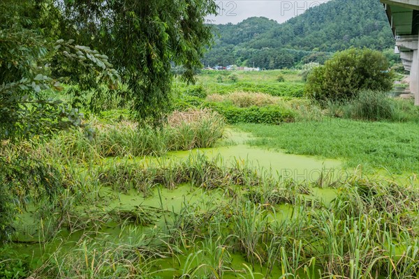 Algae covered water with tall reeds and grasses in marsh next to river under concrete bridge in