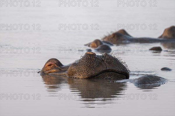 Sleeping hippo (Hippopatamus amphibius) in water with reflection, adult, animal portrait,