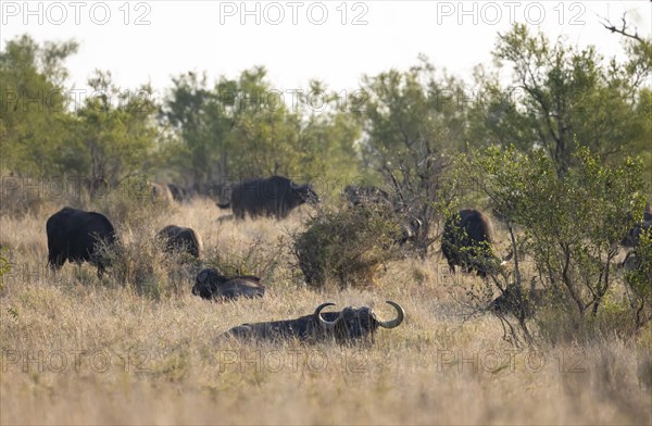 African buffalo (Syncerus caffer caffer), herd in dry grass, African savannah, Kruger National