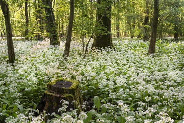 A deciduous forest with white flowering ramson (Allium ursinum) in spring in the evening sun. A