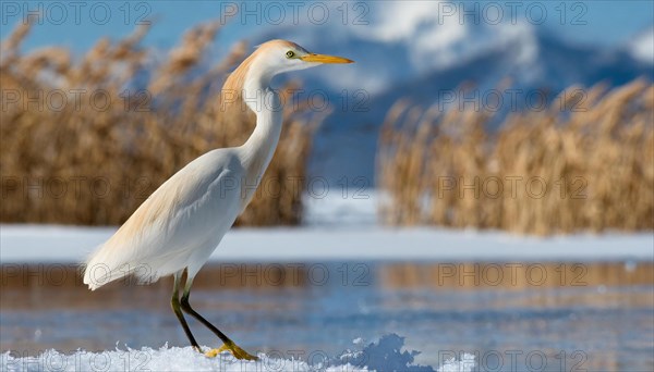 KI generated, animal, animals, bird, birds, biotope, habitat, one, individual, water, reed, snow,