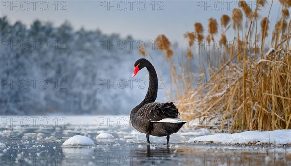 KI generated, animal, animals, bird, birds, biotope, habitat, one, individual, water, reed, blue
