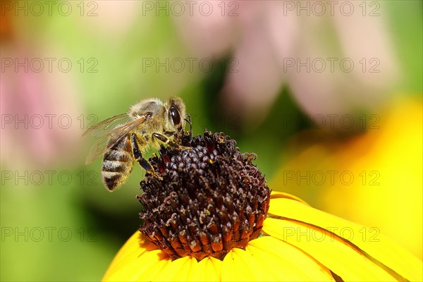 European honey bee (Apis mellifera), collecting nectar from a yellow coneflower (Echinacea