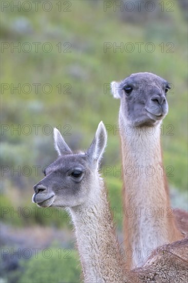 Guanaco (Llama guanicoe), Huanaco, adult, animal portrait, Torres del Paine National Park,