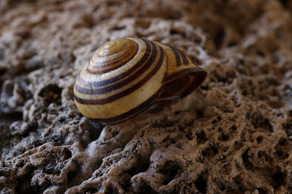Small snail shell in shades of yellow and brown lies on a colour-matching background of tuff,