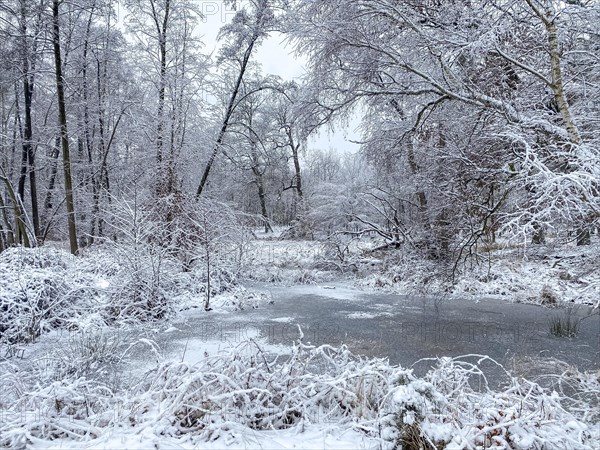 Frozen lake in the snow-covered forest around the Lindensee, Ruesselsheim am Main, Hesse, Germany,