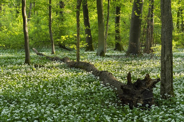 A deciduous forest with white flowering ramson (Allium ursinum) in spring in the evening sun. Dead
