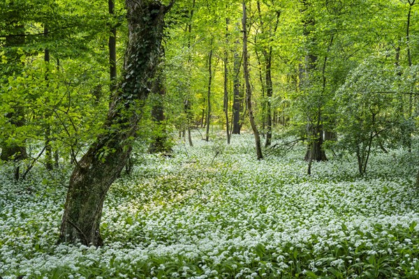 A deciduous forest with white flowering ramson (Allium ursinum) in spring in the evening sun.