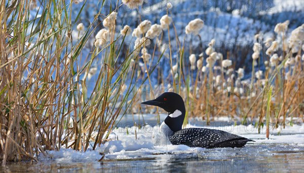 Ai generated, animal, animals, bird, birds, biotope, habitat, a, individual, swims, waters, reeds,
