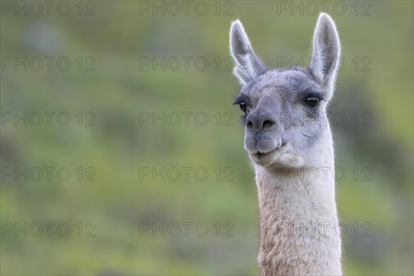 Guanaco (Llama guanicoe), Huanaco, adult, animal portrait, Torres del Paine National Park,