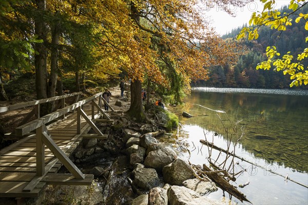 Lake and autumnal coloured forest, Feldsee, Feldberg, Black Forest, Baden-Wuerttemberg, Germany,