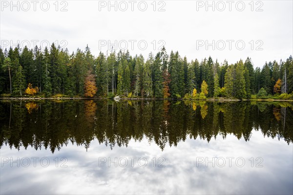 Lake and autumn forest, Mathisleweiher, near Hinterzarten, Black Forest, Baden-Wuerttemberg,