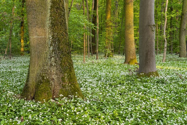 A deciduous forest with white flowering ramson (Allium ursinum) in spring in the evening sun.