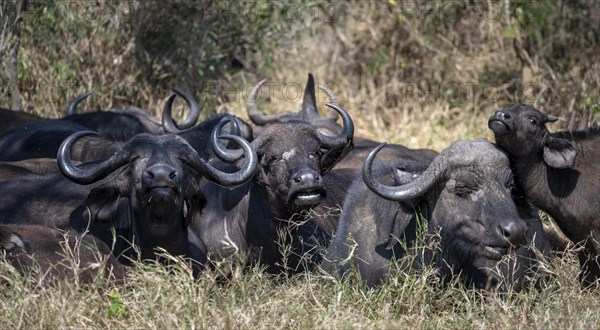 Herd of african buffalo (Syncerus caffer caffer) lying in dry grass, African savannah, Kruger