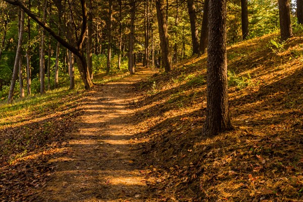 Hiking trail in public park shaded by old growth evergreen trees