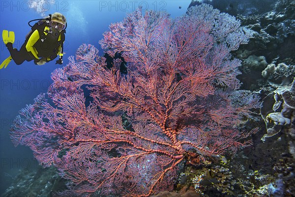 Composing diver, knotted fan coral (Melithaea ochracea), Wakatobi Dive Resort, Sulawesi, Indonesia,