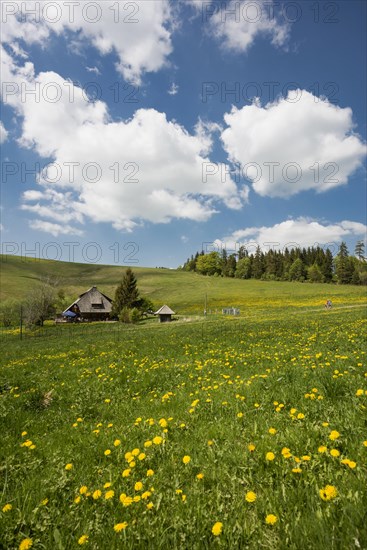 Mountain inn and flower meadow, Hinterwaldkopfhuette, Hinterwaldkopf, Hinterzarten, Black Forest,