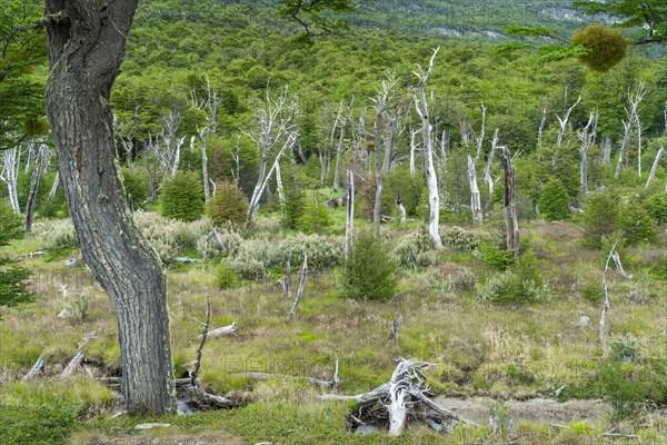 Forest of southern beeches (Nothofagus) in Tierra del Fuego National Park, Tierra del Fuego Island,