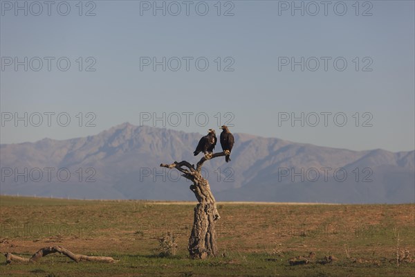 Pair of Iberian Eagles, Spanish Imperial Eagle (Aquila adalberti), Extremadura, Castilla La Mancha,