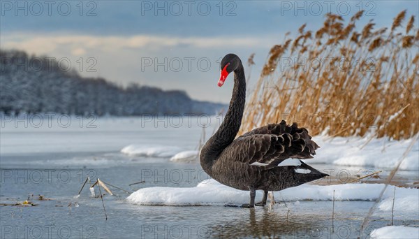 KI generated, animal, animals, bird, birds, biotope, habitat, one, individual, water, reed, blue
