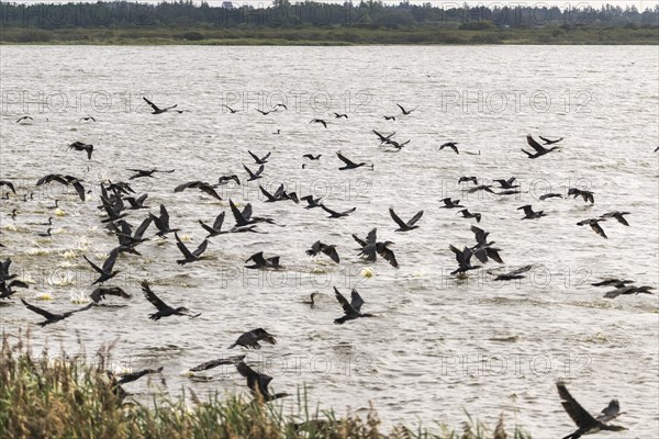 A flock of great cormorant (Phalacrocorax carbo) flying past, Henne Kirkeby, Syddanmark, Denmark,