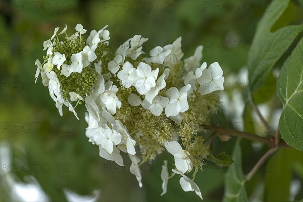 Blossom of an oakleaf hydrangea (Hydrangea quercifolia), Botanical Garden, Erlangen, Middle