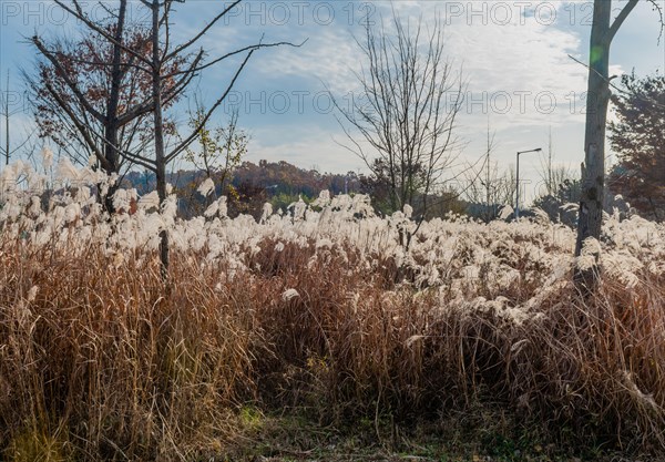 Autumn landscape of leafless trees growing in field of feather grass