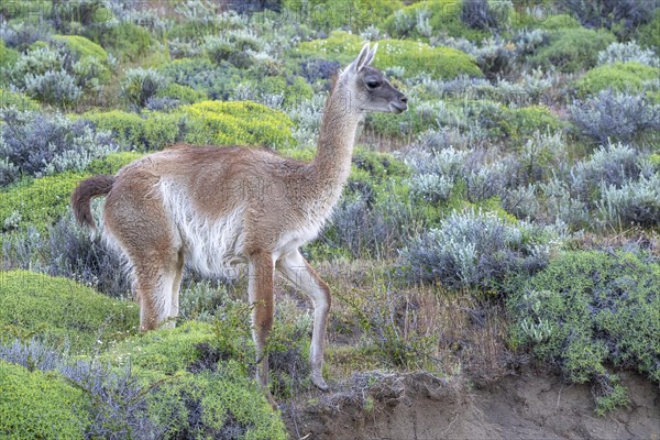 Guanaco (Llama guanicoe), Huanako, Torres del Paine National Park, Patagonia, End of the World,