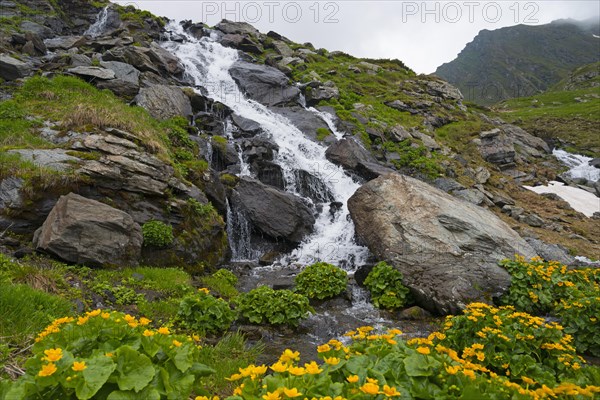 A small waterfall flows over boulders in a green, flowery mountain valley, Waterfall of the Balea