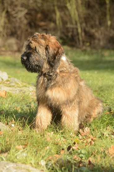 Briard, young, 4 months old